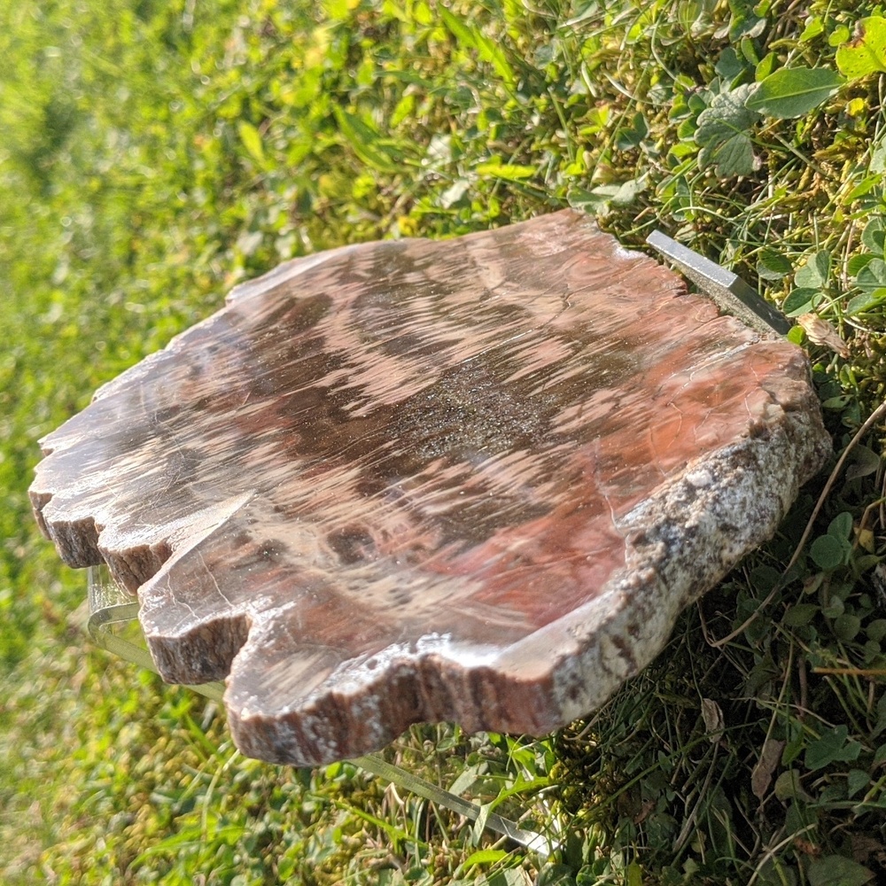 Petrified Wood Slab - Cabin Decor - Picture 2 of 4